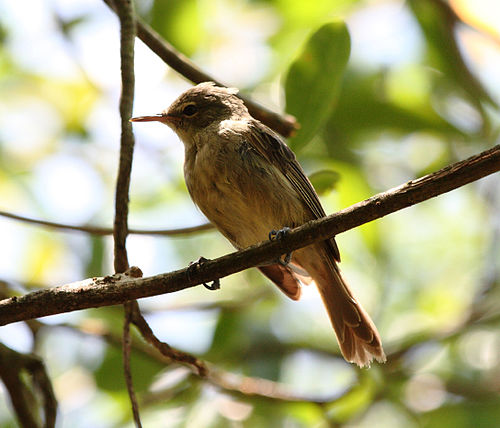 Seychelles warbler